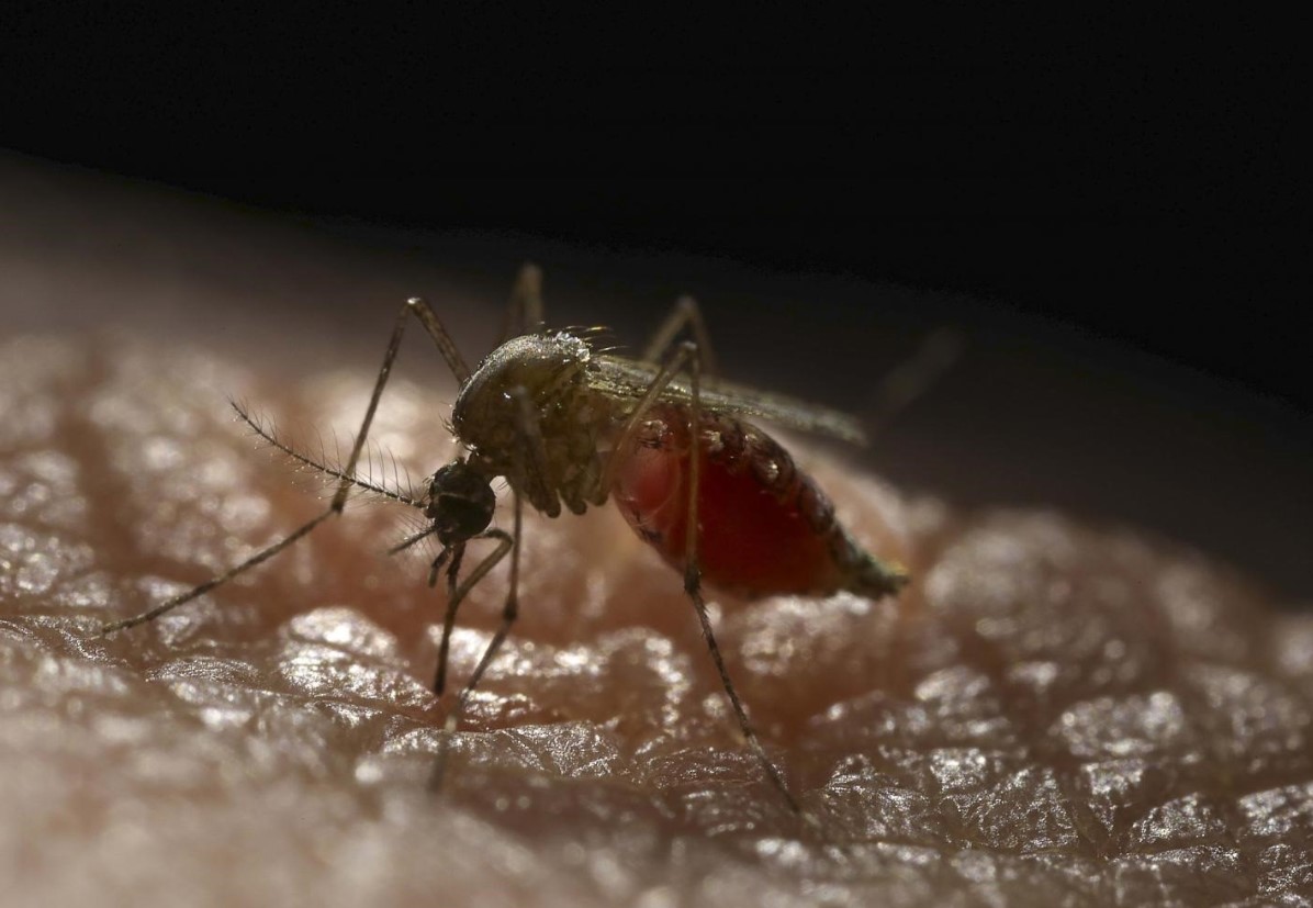 Dengue: ya hay más de 25 mil casos confirmados en el país