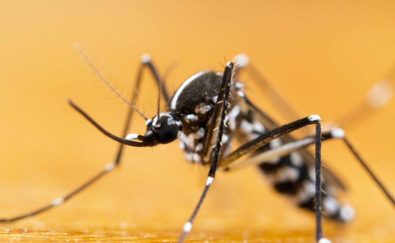 Europa en alerta por el “mosquito tigre”, que puede transmitir 22 tipos de virus