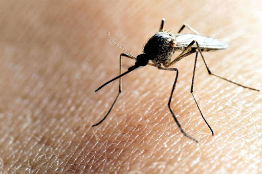 Investigación: aun con el frío invernal, el mosquito del dengue sigue existiendo