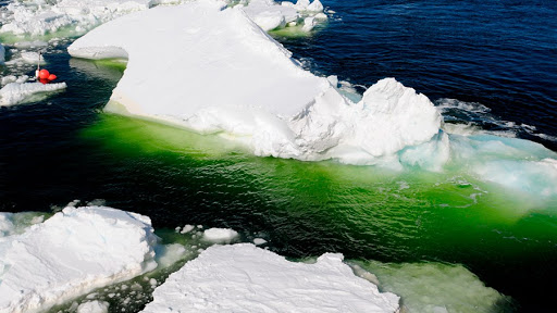 El cambio climático tiñe de verde la nieve de la Antártida