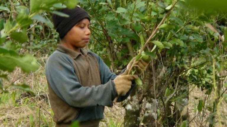 Buscan erradicar el trabajo infantil en las cosechas de yerba mate