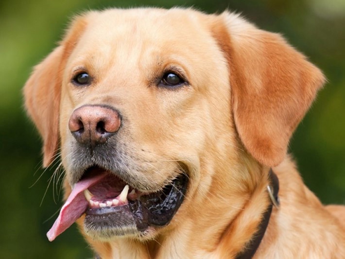 Reino Unido entrenará perros para ver si pueden detectar el coronavirus