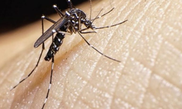 Dengue: Misiones superó los 10 mil casos sospechosos