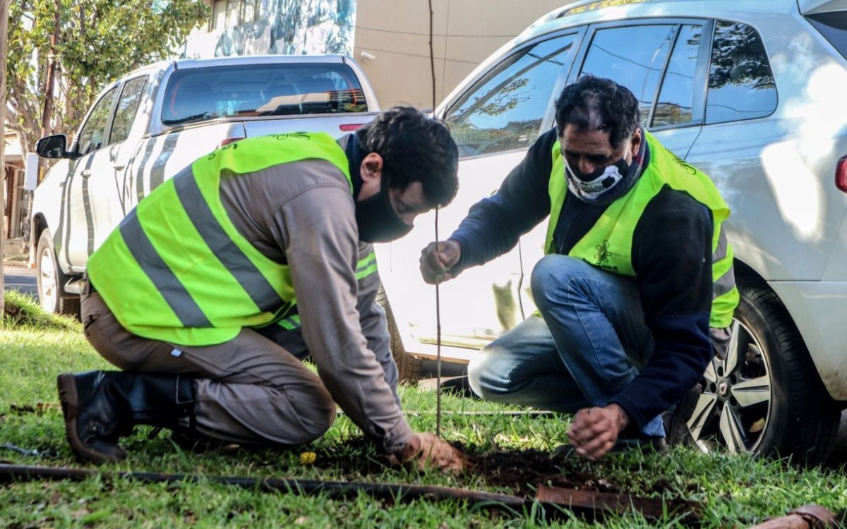 Más de 50 árboles fueron plantados en Posadas