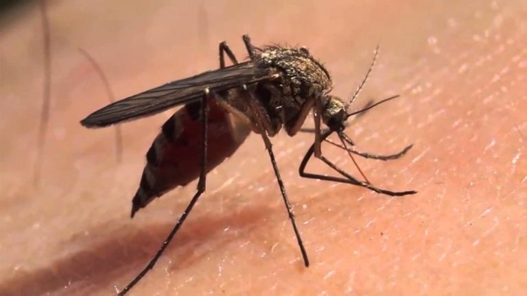 Dengue: recuerdan que el mosquito sobrevive al frío y recomiendan extremar medidas