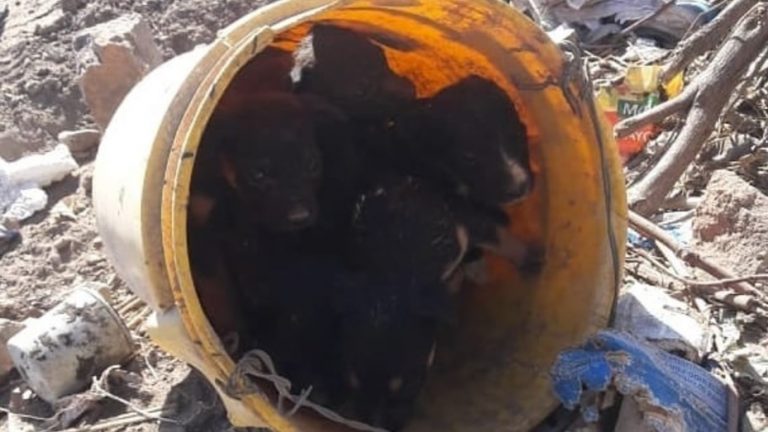 Mendoza: abandonaron a cachorritos en un balde para que mueran