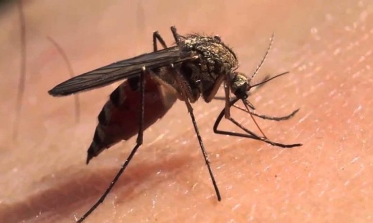 Dengue: se notificaron más de 10 mil posibles casos en Misiones