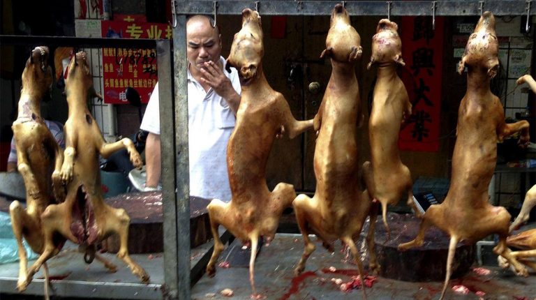 En plena pandemia, China inauguró su festival de carne de perro