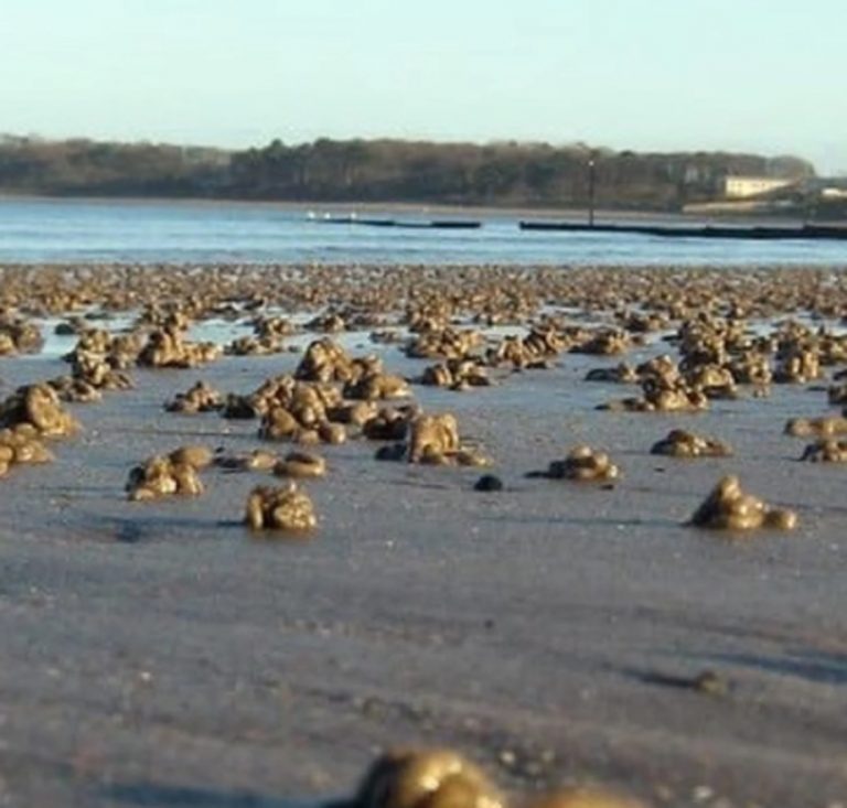 Video viral: una playa brasilera se llenó de gusanos por abruptos cambios de la marea