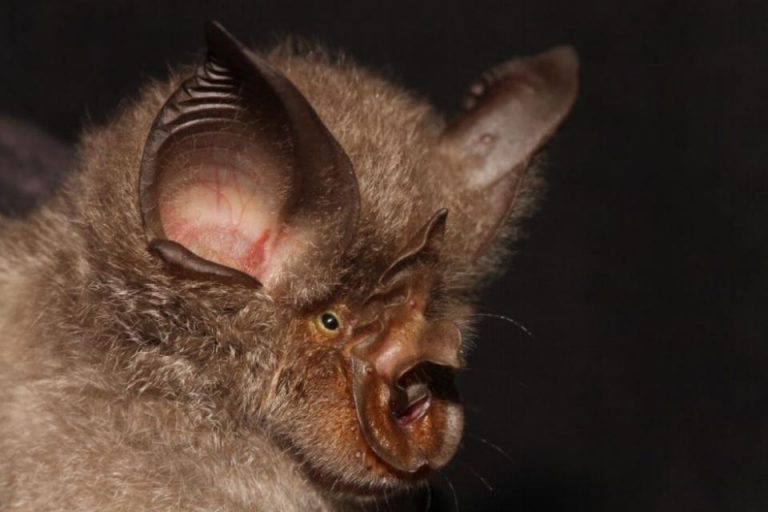 Estudio en China: hallan cientos de coronavirus diferentes en los murciélagos
