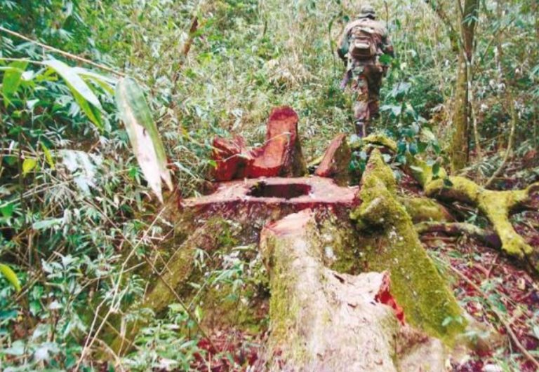 Misiones actualizó las multas por tala ilegal en áreas protegidas