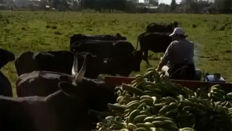 Alimentan vacas con bananas por falta de rentabilidad de la fruta