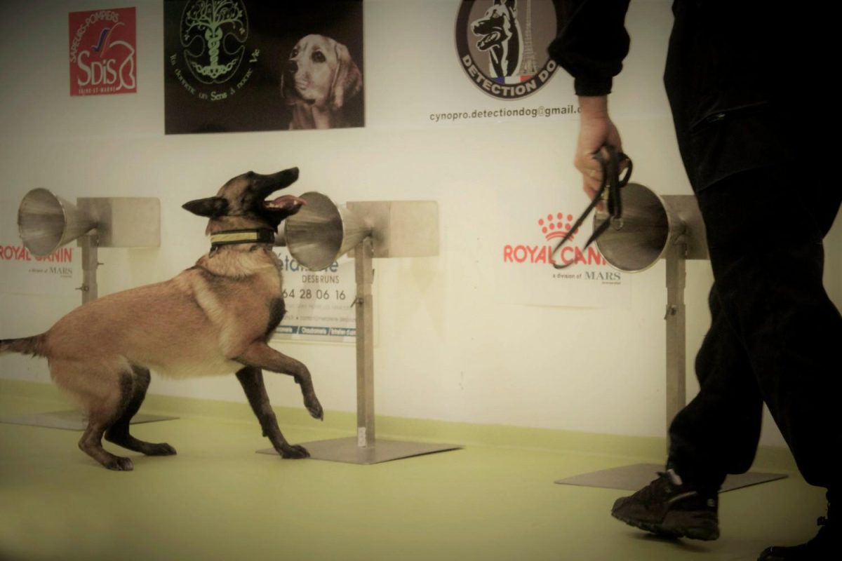 La UBA entrenará perros para detectar coronavirus con el olfato