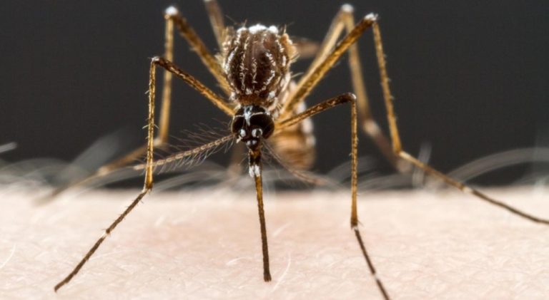 Argentina registra el mayor pico histórico de dengue en plena pandemia de coronavirus
