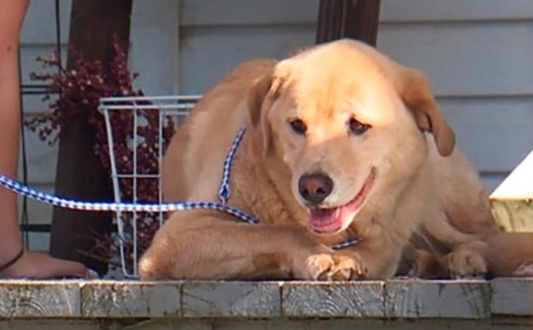 Cleo, la perra que recorrió más de 91 kilómetros para encontrar su antiguo hogar