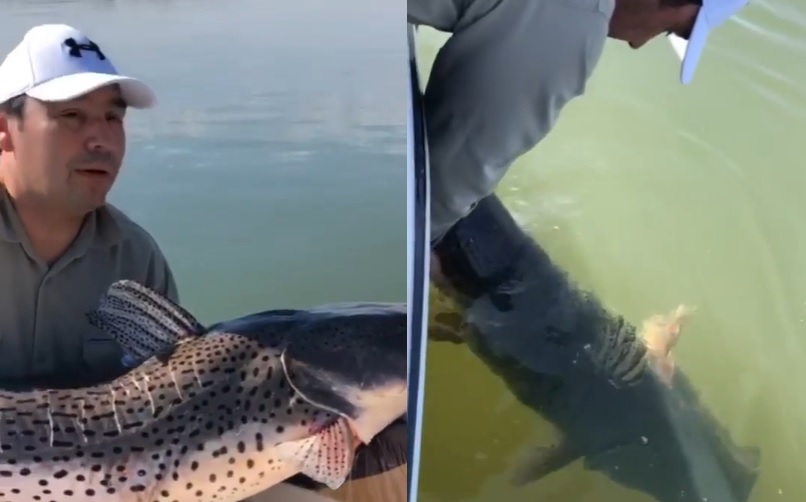 Río Paraná: el Gobernador de Corrientes pescó un surubí de unos 35 kilos