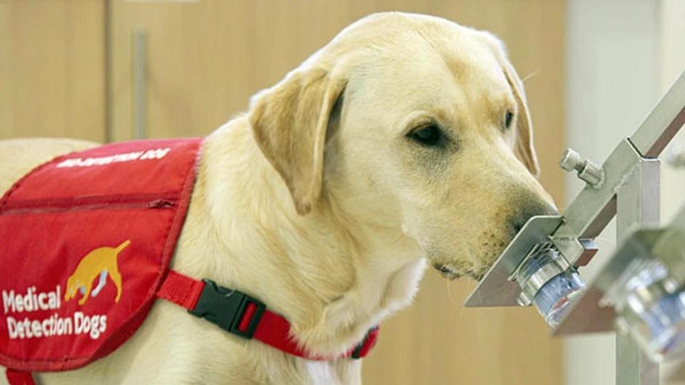 COVID-19: podrían utilizar perros para detectar casos de coronavirus