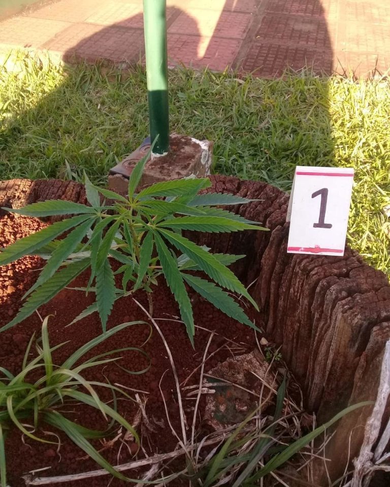 Incautaron un plantín de marihuana en un espacio público de Campo Grande