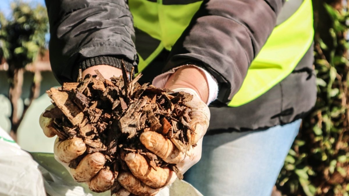 Plantaron árboles en el bulevar de la avenida Zapiola de Posadas