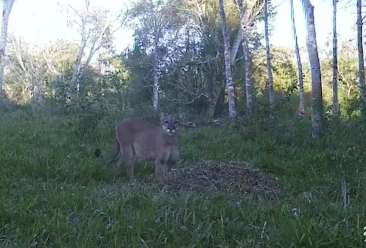 Video: en Caraguatay captaron a un puma caminando en una chacra