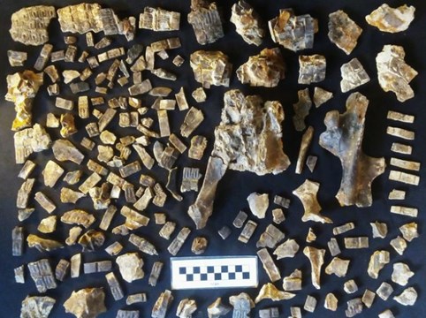 Hallan los restos fósiles de un armadillo de 700 mil años en el lugar donde sucedió la batalla de Vuelta de Obligado