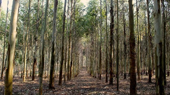 Misiones adhirió a la Ley Nacional de Inversiones para Bosques Cultivados