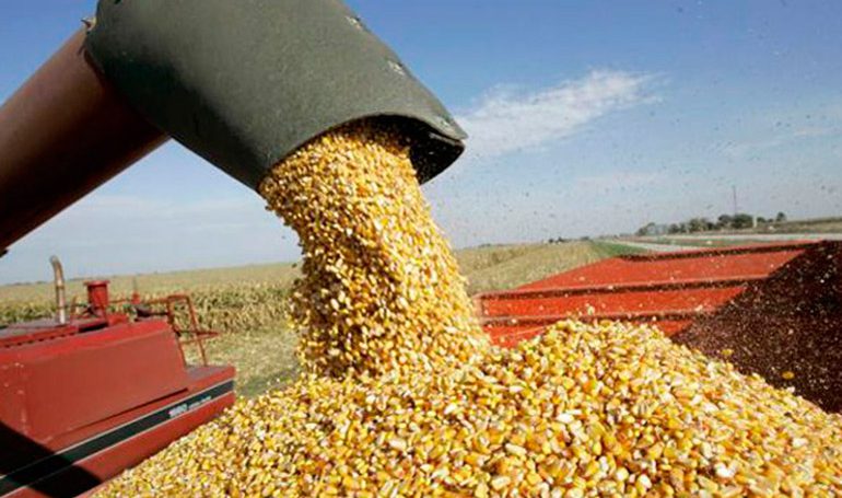 Por primera vez dos décadas la cosecha de maíz superó la producción de soja