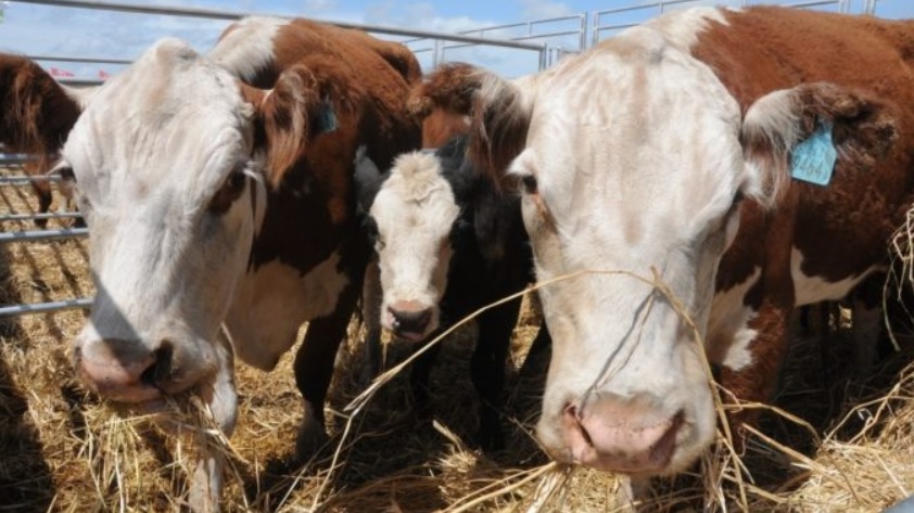Legislatura: instituyeron un marco regulatorio para las Salas de Faena Artensanal