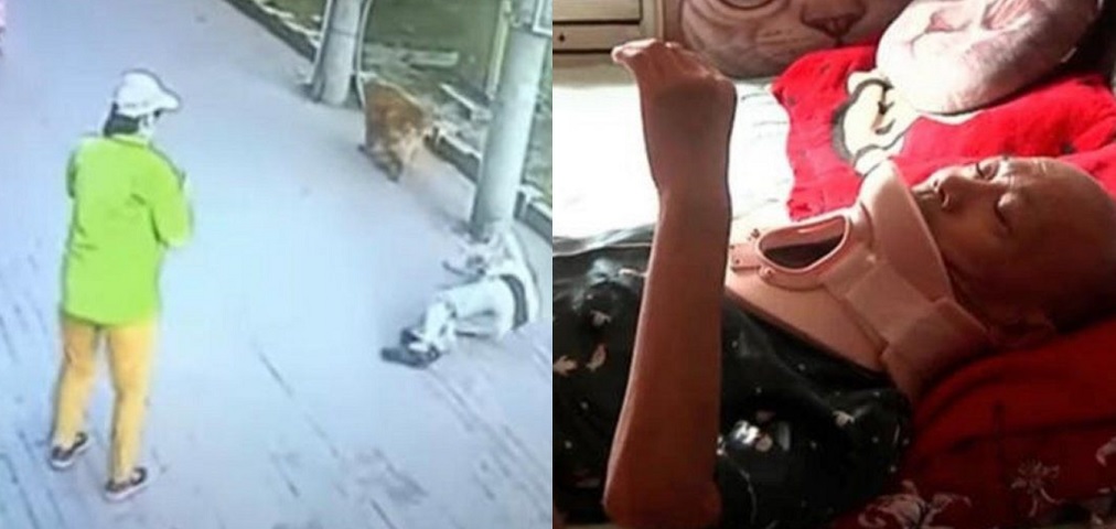 Paseaba a su perro y lo «noqueó» un gato que cayó de un edificio