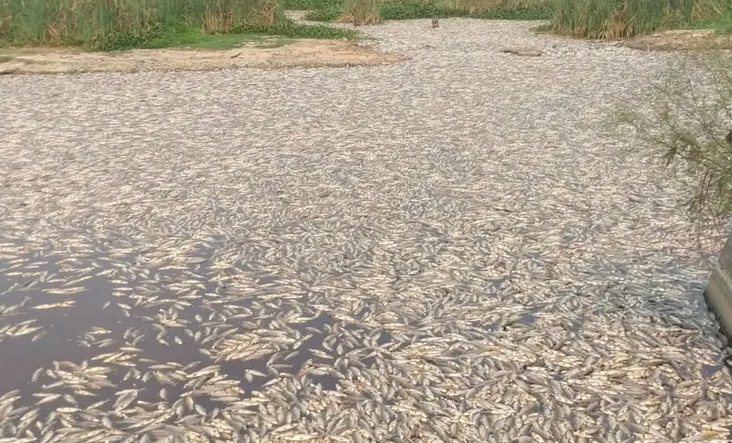 Por cierre de una compuerta murieron miles de peces en Formosa