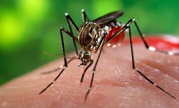 Argentina ya acumula 315 mil casos de dengue