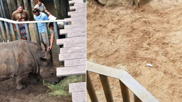 Una nena de dos años cayó en la jaula de rinocerontes en un zoológico de Florida