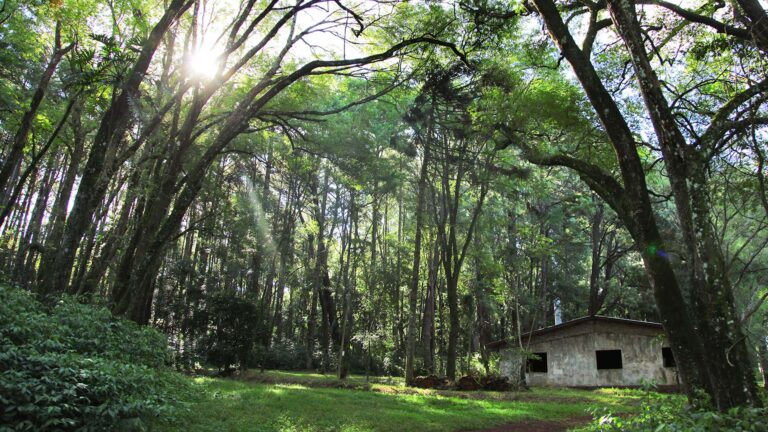 La Cámara de Representantes declaró Área Natural Protegida a dos lotes de Colonia Caa-Guazú