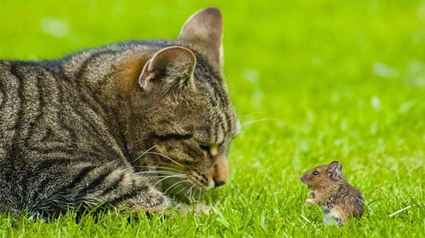 Tom y Jerry de la vida real: el gato que mima a un ratón después de perseguirlo