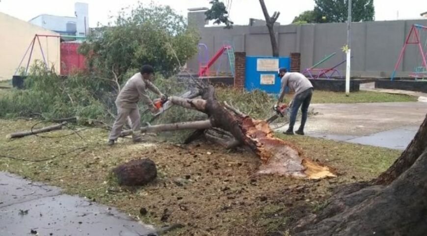 El fuerte temporal provocó caída de árboles y daños en semáforos de Posadas
