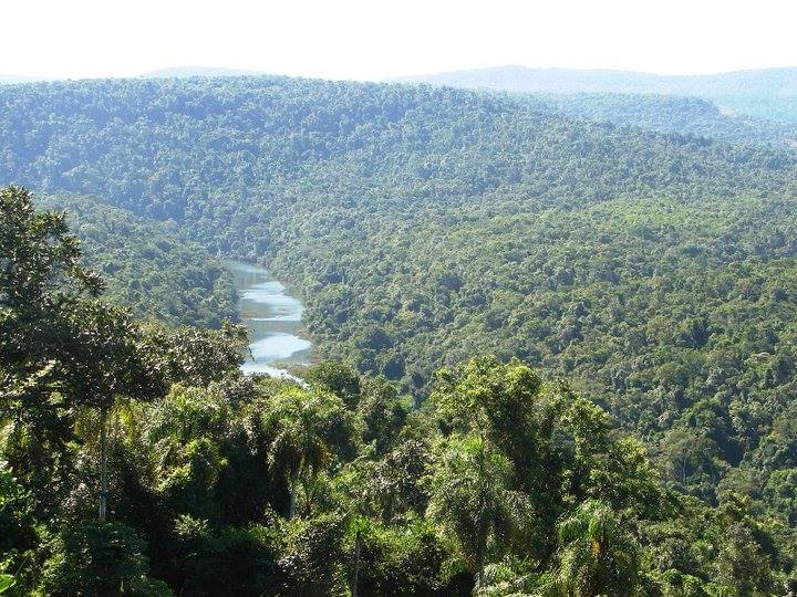 Misiones creó un programa para la restauración de bosques protectores de cursos de agua y nacientes