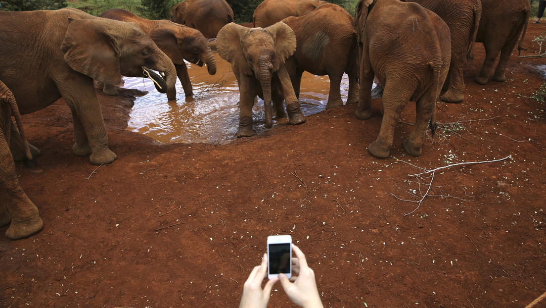Viral: elefante encuentra un iPhone con la cámara encendida y lo pone a prueba