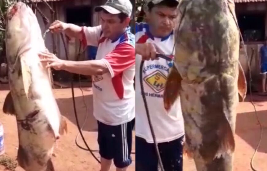 Pescaron un manguruyú de 44 kg en el Paraná y no lo devolvieron: la especie está en peligro de extinción
