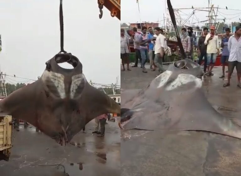 Video viral: pescaron una mantarraya de 750 kilos