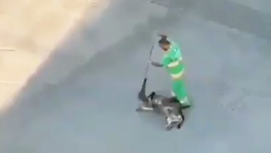 VIDEO: la actitud de un barrendero con un perro callejero se hace viral
