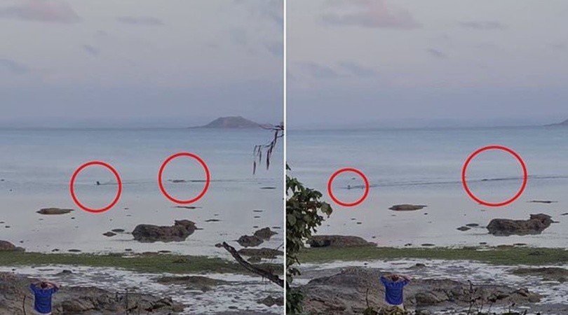Un perro logra escapar de un cocodrilo que lo persigue en el mar