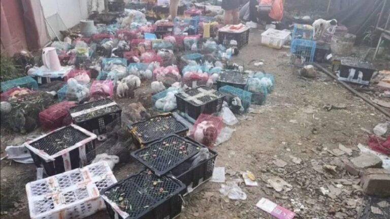 Encuentran miles de mascotas embaladas y muertas en un depósito chino