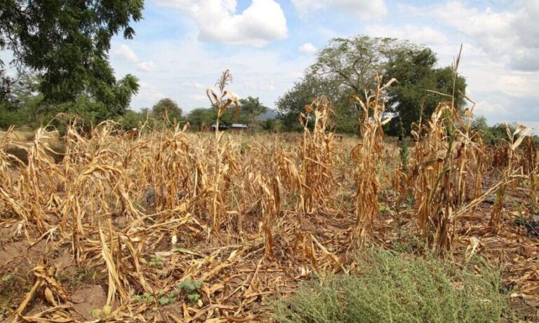 Realizarán relevamiento a productores afectados por la sequía en Misiones para solicitar asistencia a Nación