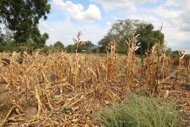 Analizan declarar la emergencia agropecuaria en Misiones por los efectos que produce la sequía