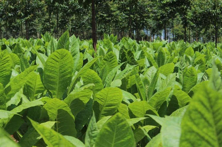Este jueves comienza el pago de más de $240 millones a productores tabacaleros