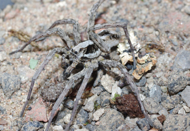 Hallan en un polígono militar una enorme araña 'extinta' que disuelve los órganos de sus víctimas