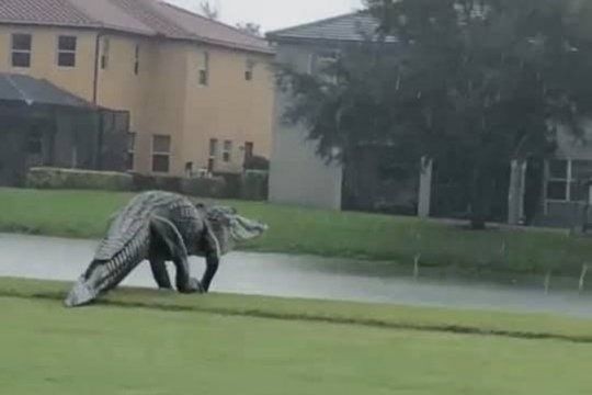 Video: apareció un caimán gigante en un campo de golf en EE.UU