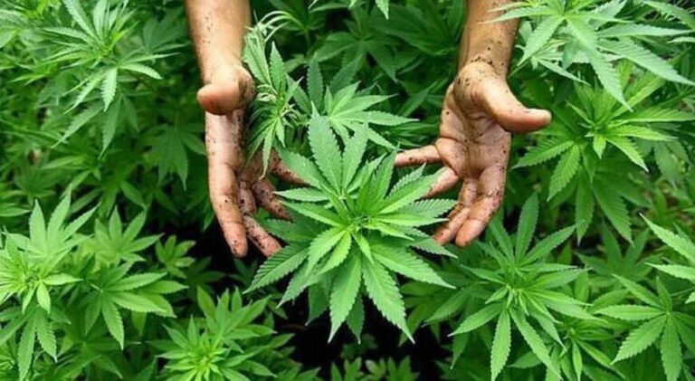 Reglamentan el uso de cannabis medicinal en el país