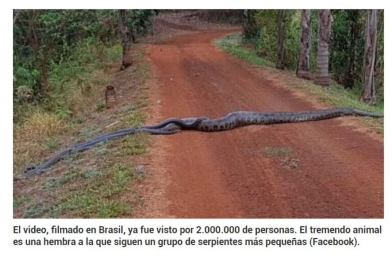 Video: una anaconda de 6 metros guía en una ruta a un grupo de serpientes