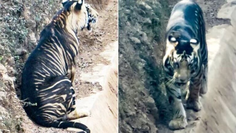 Al borde de la extinción: fotos de uno de los pocos tigres negros en el mundo